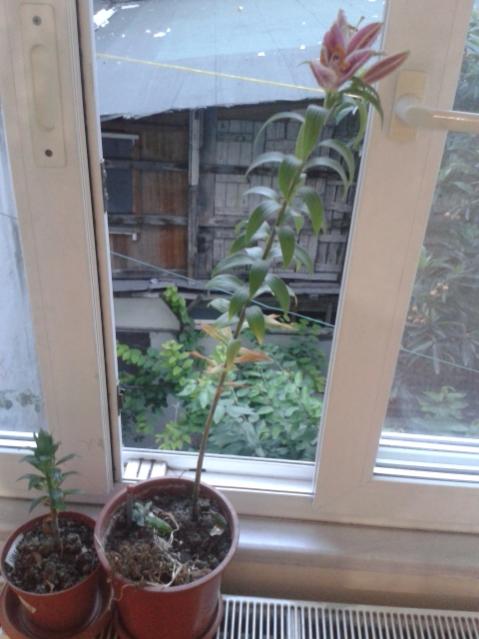 Name:  20150615_203029.jpg
Views: 717
Size:  39.4 KB