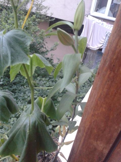 Name:  20150615_203105.jpg
Views: 760
Size:  43.9 KB