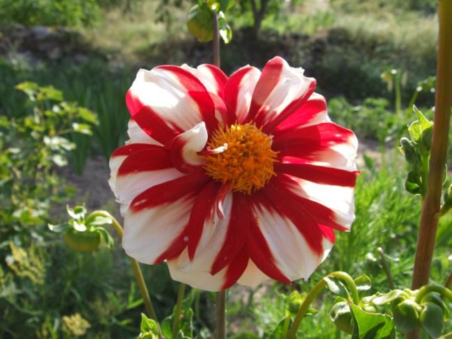 Name:  DSCF1839.jpg
Views: 622
Size:  48.7 KB