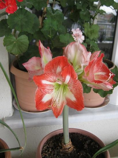 Name:  amaryllis minerva.jpg
Views: 1093
Size:  34.6 KB