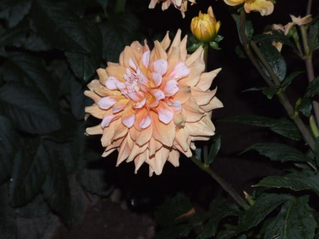 Name:  DSCF2572.jpg
Views: 957
Size:  34.1 KB