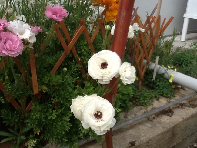 Name:  IMG_0846.jpg
Views: 846
Size:  53.0 KB
