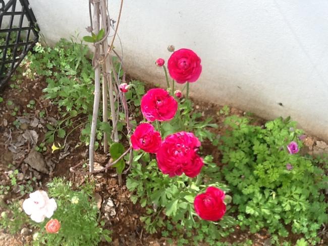Name:  IMG_0852.jpg
Views: 882
Size:  63.5 KB