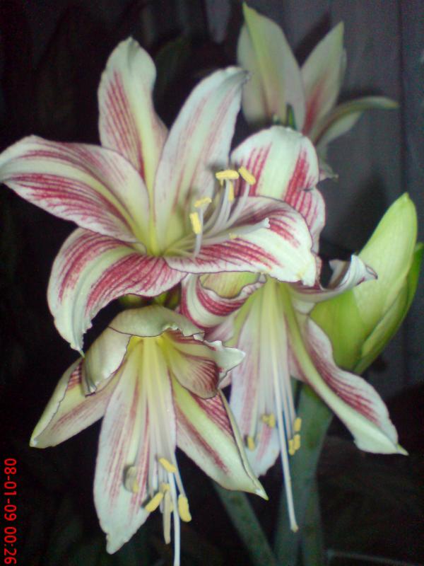 Name:  ogi 002.jpg
Views: 1610
Size:  55.2 KB