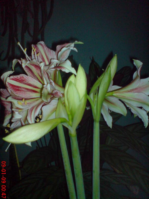 Name:  ogi 004.jpg
Views: 1613
Size:  53.5 KB