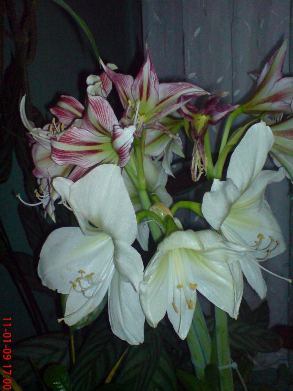 Name:  ogi 013.jpg
Views: 1619
Size:  60.8 KB