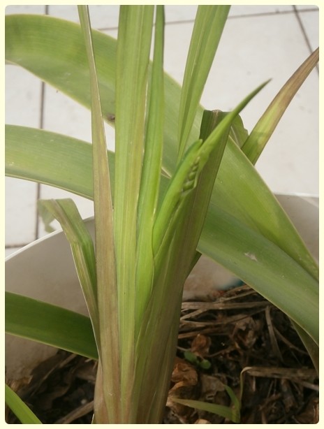 Name:  Freesia.jpg
Views: 882
Size:  54.3 KB