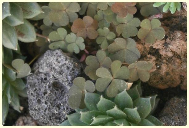 Name:  Oxalis corniculata - Boynuzlu Eki Trfl-.jpg
Views: 2840
Size:  41.4 KB