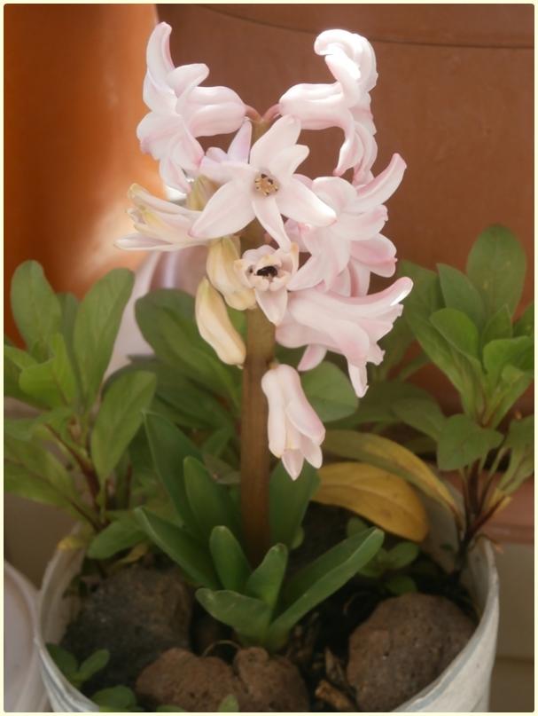 Name:  Smbl pembe.jpg
Views: 1046
Size:  45.6 KB