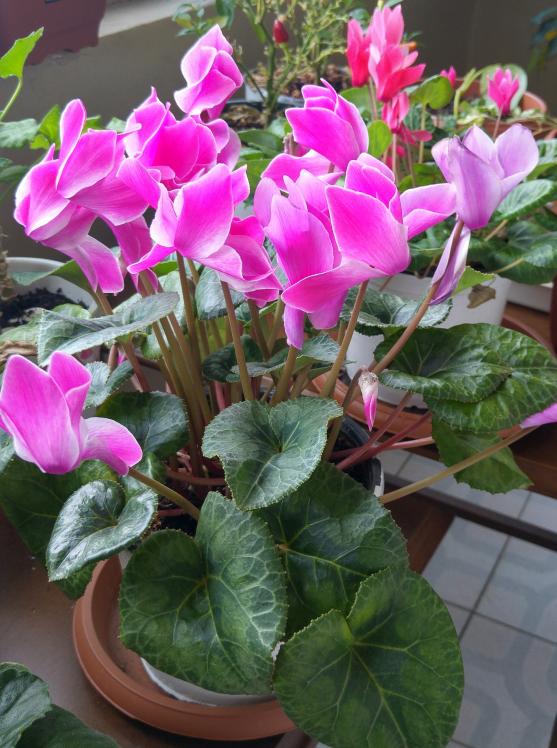 Name:  20160311_081937_HDR-1.jpg
Views: 790
Size:  74.1 KB