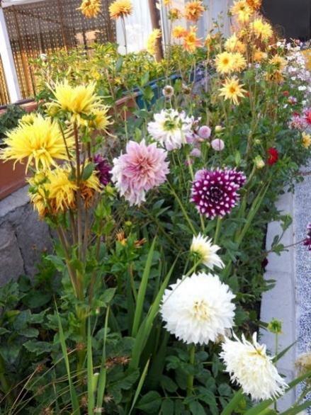 Name:  450316d1382996686-dscn8497 dahlia.jpg
Views: 604
Size:  59.8 KB