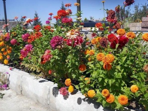 Name:  450316d1382996686-dscn8497dahlia.jpg
Views: 653
Size:  64.3 KB