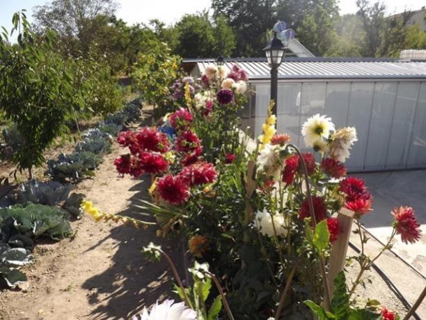 Name:  364138d1359062608-ali-072 dahlia.jpg
Views: 622
Size:  64.7 KB