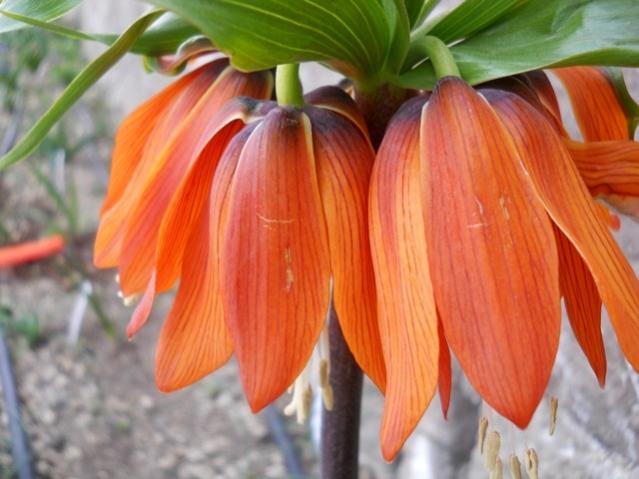 Name:  DSCN7832.jpg
Views: 531
Size:  42.3 KB