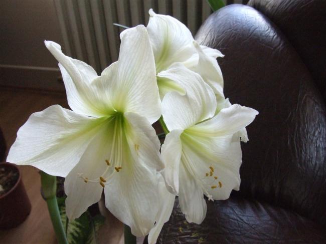 Name:  DSCF5236.jpg
Views: 972
Size:  35.9 KB