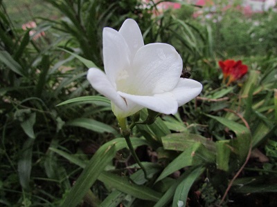 Name:  IMG_1925.jpg
Views: 1033
Size:  62.6 KB