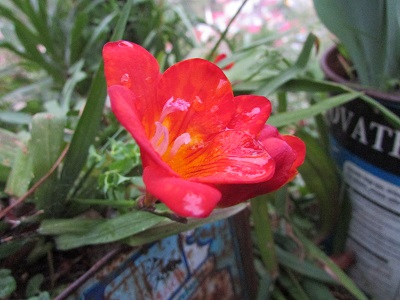 Name:  IMG_1927.jpg
Views: 979
Size:  63.6 KB