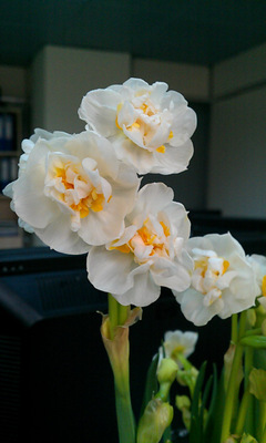 Name:  IMAG1258.jpg
Views: 580
Size:  36.1 KB