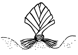Name:  plantingiris.gif
Views: 930
Size:  3.1 KB