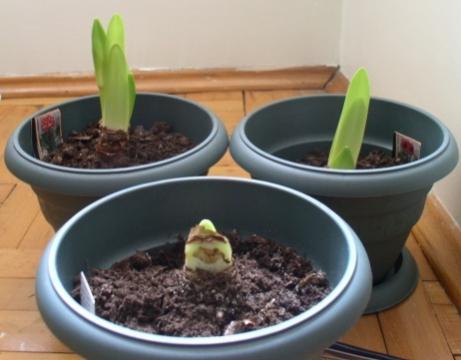Name:  amaryllis_1801.jpg
Views: 1572
Size:  22.0 KB