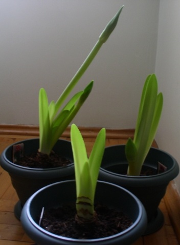 Name:  amaryllis_2501.jpg
Views: 1553
Size:  51.3 KB
