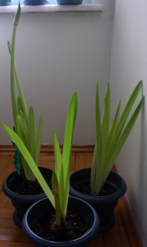 Name:  amaryllis_0102.jpg
Views: 1534
Size:  50.6 KB