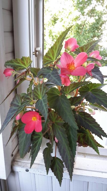 Name:  Begonia june.jpg
Views: 1470
Size:  58.7 KB