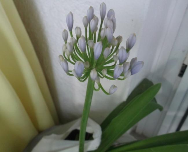 Name:  DSCF9552.jpg
Views: 492
Size:  27.2 KB