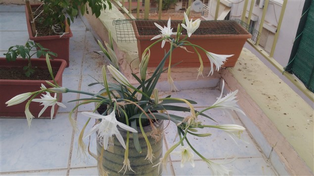 Name:  P_20160926_181418 (635 x 357).jpg
Views: 1143
Size:  65.8 KB