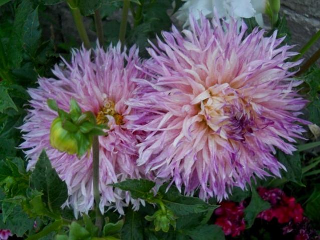 Name:  DSCN9023.jpg
Views: 654
Size:  51.6 KB