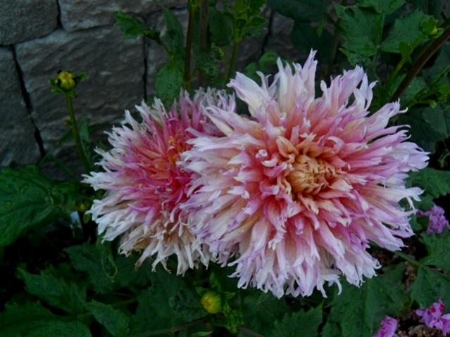Name:  DSCN9017.jpg
Views: 673
Size:  50.0 KB
