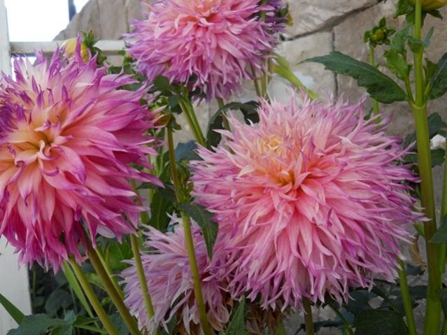 Name:  DSCN9034.jpg
Views: 632
Size:  57.4 KB