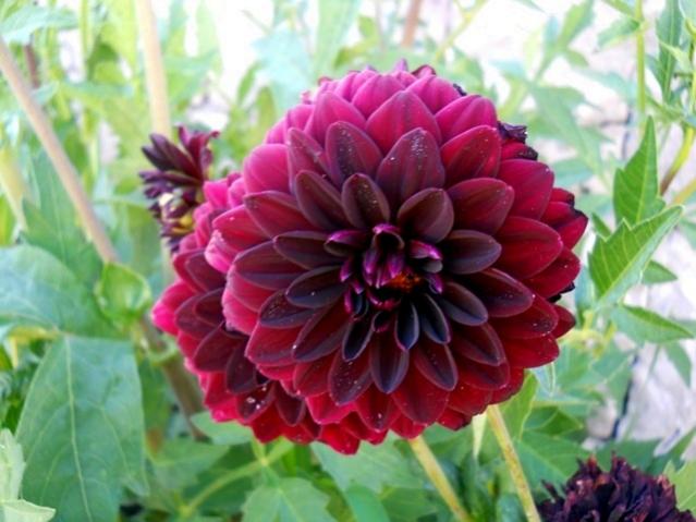 Name:  DSCN9043.jpg
Views: 653
Size:  45.0 KB