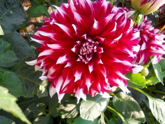 Name:  DSCN9071.jpg
Views: 670
Size:  55.8 KB