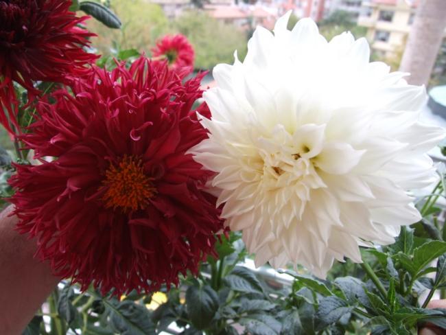 Name:  DSCF9537.jpg
Views: 632
Size:  44.8 KB