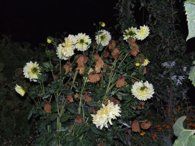 Name:  DSCF9340.jpg
Views: 842
Size:  54.5 KB