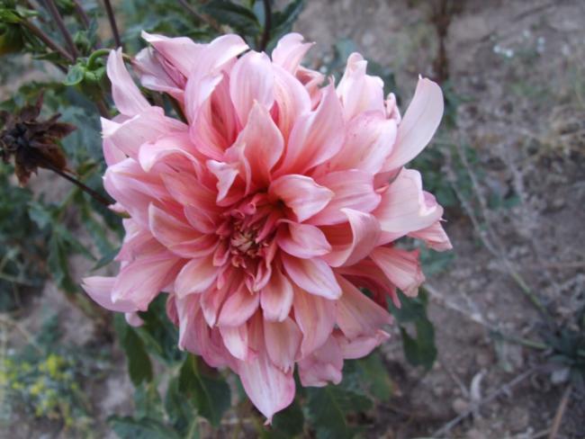 Name:  DSCF9482.jpg
Views: 774
Size:  43.0 KB