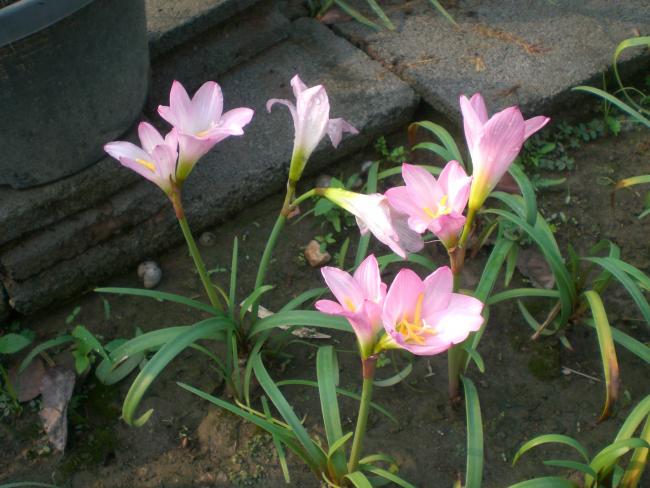Name:  Habranthus biflora.jpg
Views: 1147
Size:  51.6 KB