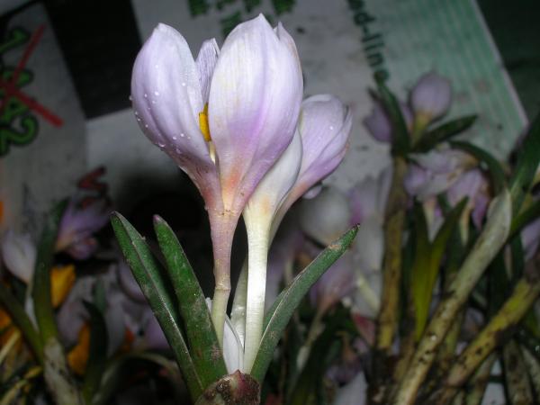 Name:  idem 001.jpg
Views: 804
Size:  30.5 KB
