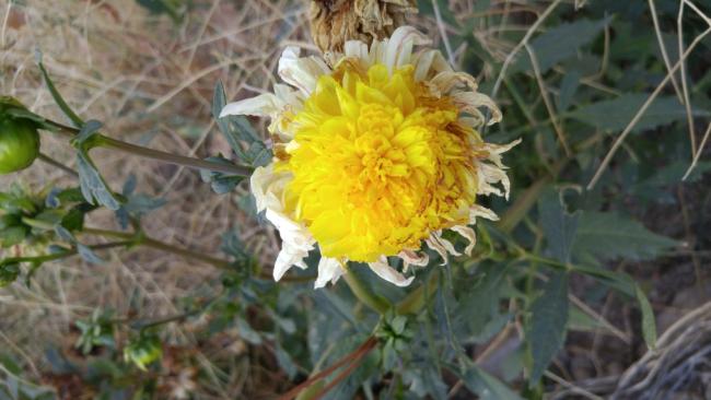 Name:  20161009_171726.jpg
Views: 544
Size:  38.6 KB