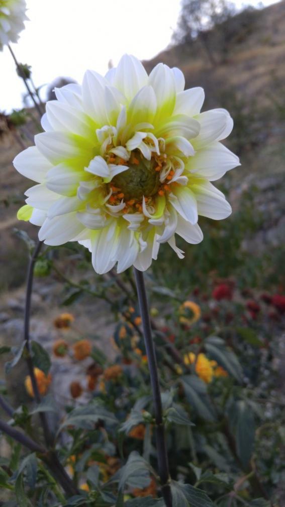 Name:  20161009_171417.jpg
Views: 544
Size:  55.7 KB