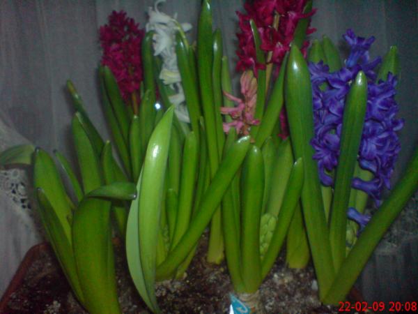Name:  ouzhanr 003.jpg
Views: 5335
Size:  33.8 KB
