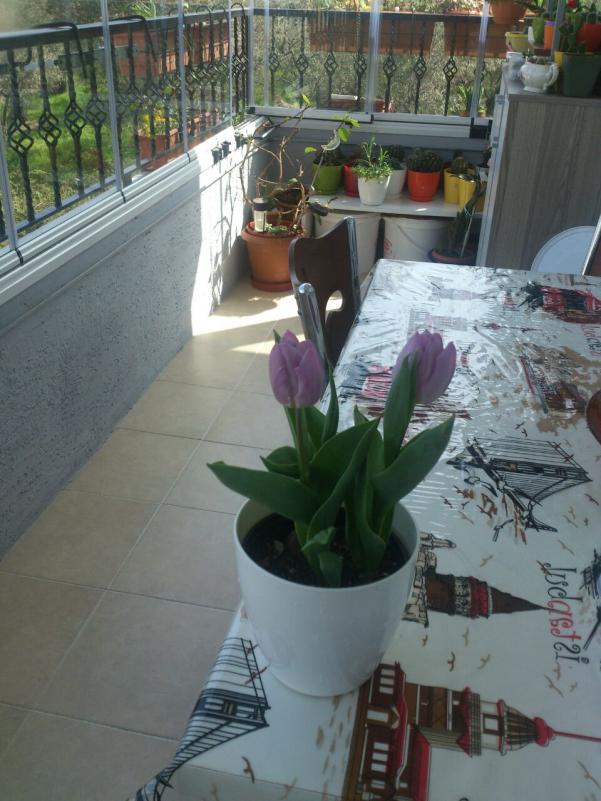 Name:  resimlerim 1774.jpg
Views: 954
Size:  72.0 KB