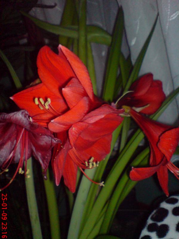 Name:  ouzhanr 052.jpg
Views: 1033
Size:  52.0 KB