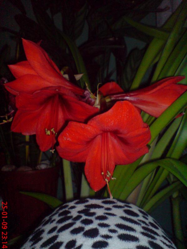 Name:  ouzhanr 045.jpg
Views: 1047
Size:  51.9 KB