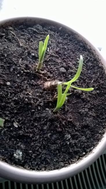 Name:  Chlidanthus.jpg
Views: 426
Size:  49.9 KB