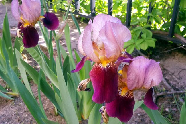 Name:  20170426_174100_resized.jpg
Views: 604
Size:  55.4 KB