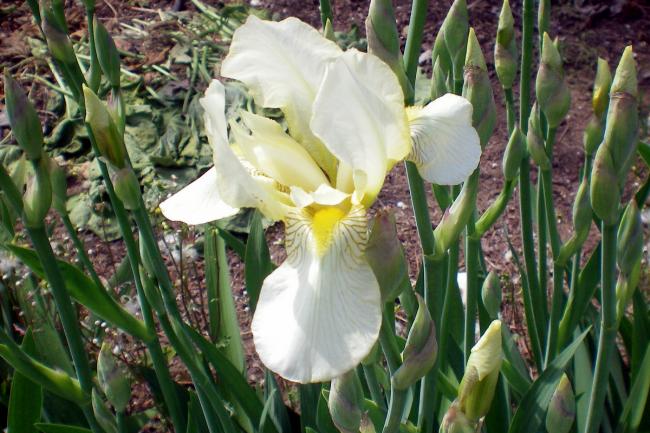 Name:  100_0154.jpg
Views: 501
Size:  58.4 KB
