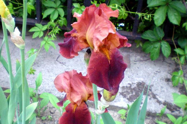 Name:  100_0205.jpg
Views: 751
Size:  53.3 KB