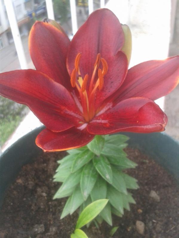 Name:  lillium.jpg
Views: 1292
Size:  46.0 KB